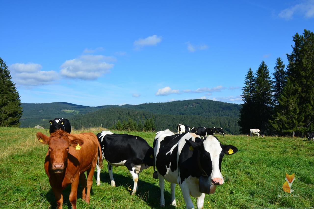 Blackfoxrest Ferienwohnung Feldberg  Kültér fotó