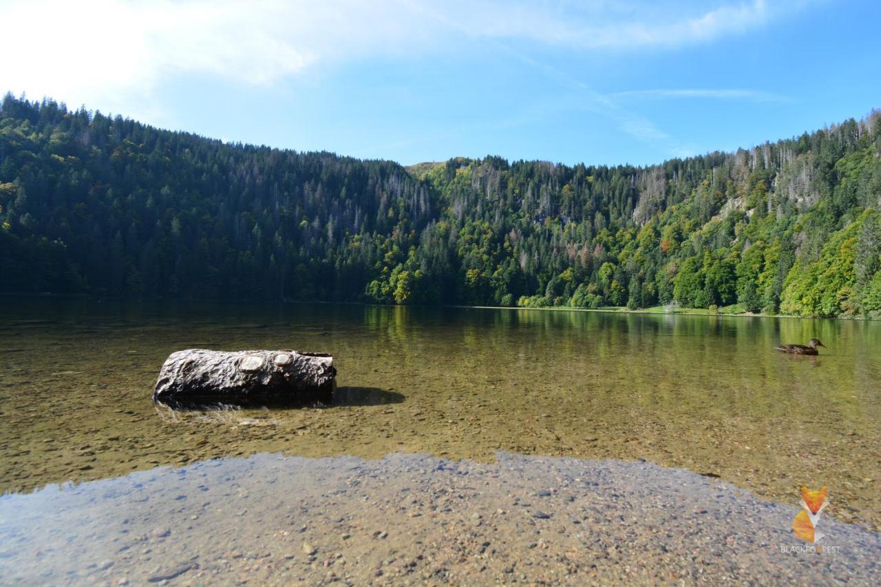 Blackfoxrest Ferienwohnung Feldberg  Kültér fotó