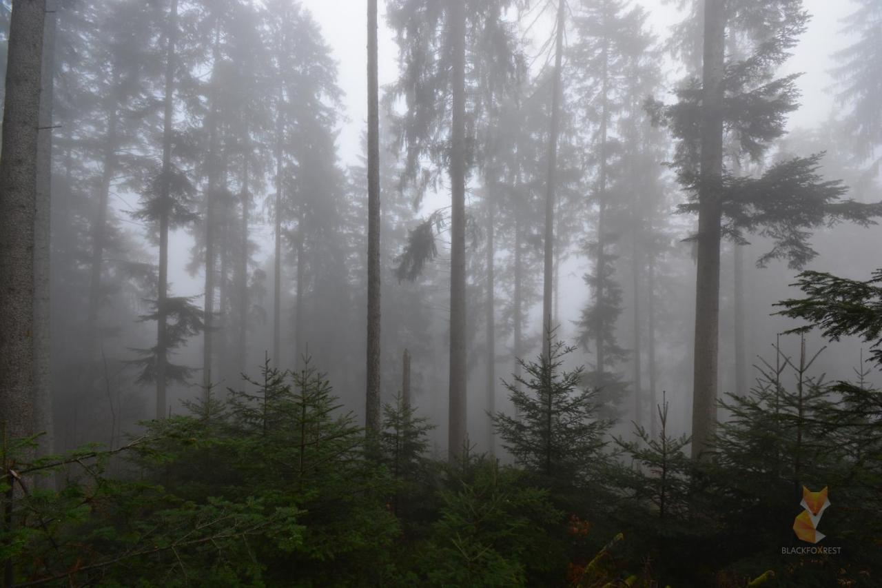 Blackfoxrest Ferienwohnung Feldberg  Kültér fotó