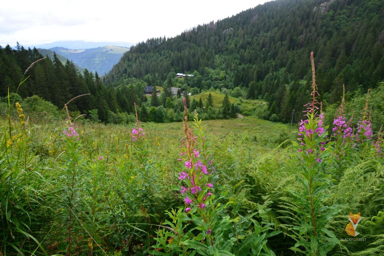 Blackfoxrest Ferienwohnung Feldberg  Kültér fotó